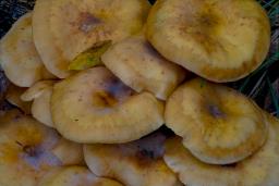 Armillaria mellea
