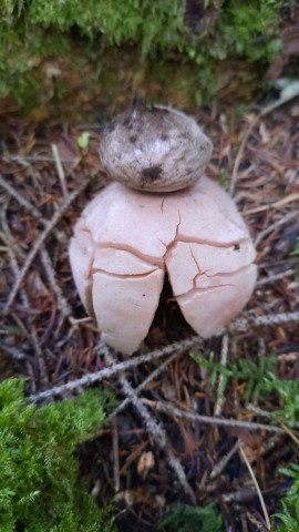 Geastrum rufescens