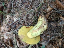 Butyriboletus appendiculatus