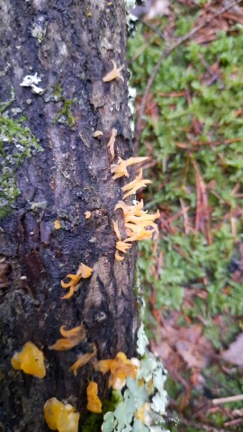 Calocera furcata