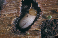 Ips typographus