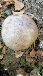 Leccinum scabrum