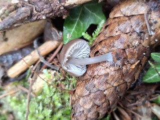 Mycena strobilicola