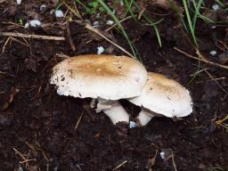 Agaricus bisporus