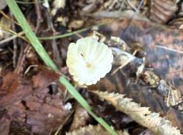 Marasmius rotula