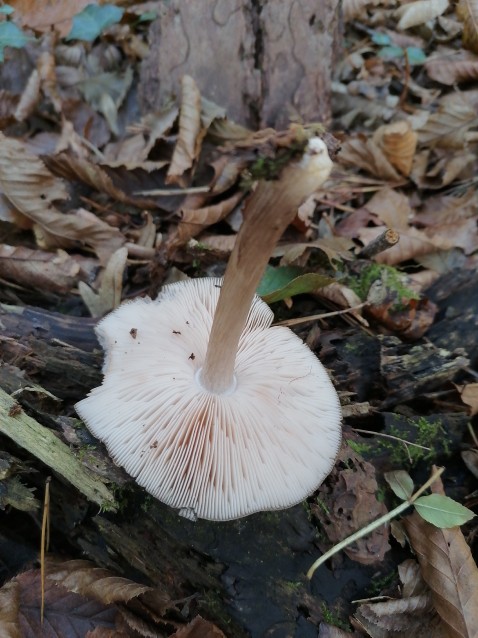 Pluteus cervinus