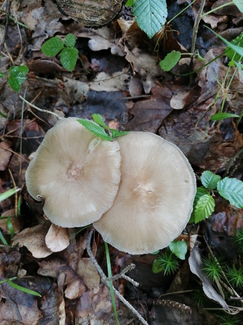 Megacollybia platyphylla