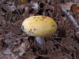 Russula risigallina