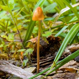 Conocybe tenera