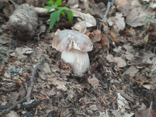 Boletus edulis