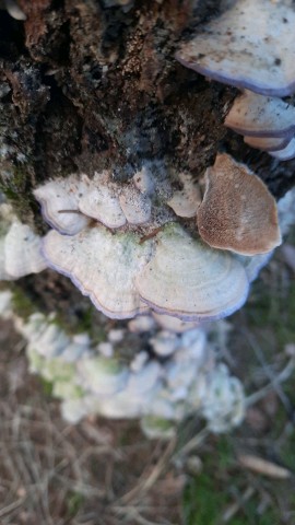 Trichaptum biforme