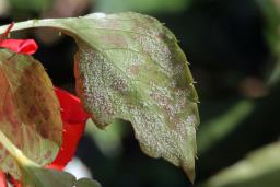 Plasmopara obducens