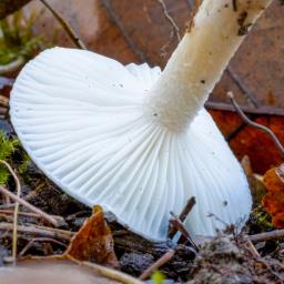 Hygrophorus eburneus