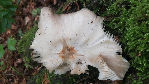 Megacollybia platyphylla