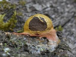 Fuligo leviderma