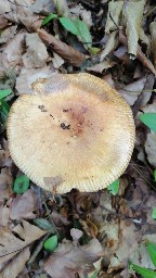 Russula grata