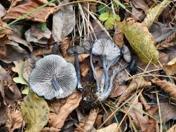 Entoloma serrulatum