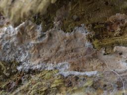 Clavulicium macounii