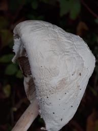 Leucocoprinus cretaceus