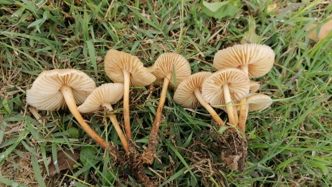 Marasmius oreades