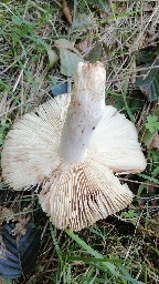 Russula grata