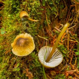 Mycena viridimarginata