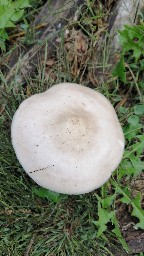 Pluteus inquilinus