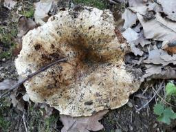 Russula delica