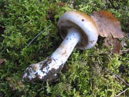 Cortinarius largus