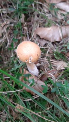 Suillus variegatus