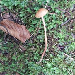 Marasmius cohaerens