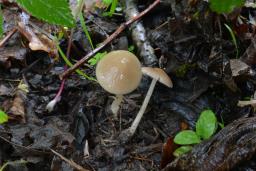 Psathyrella obtusata var. obtusata