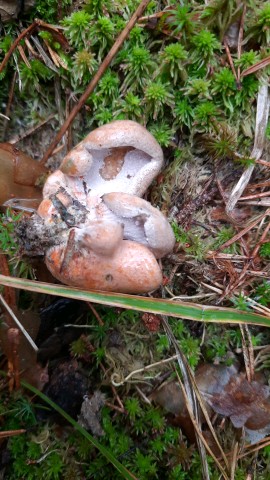 Hypomyces lateritius