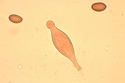 Agrocybe pediades