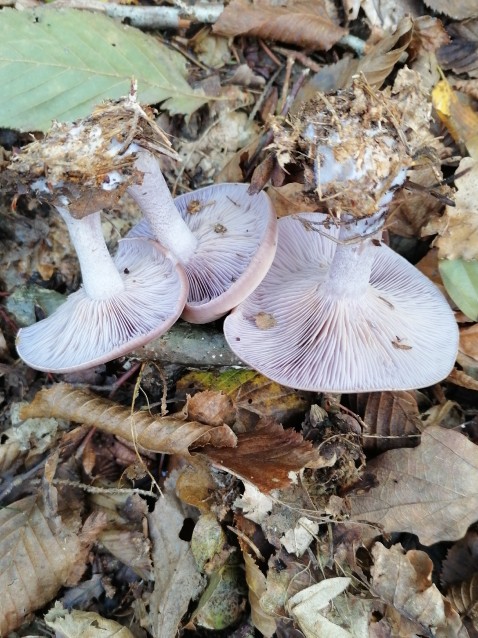 Lepista glaucocana
