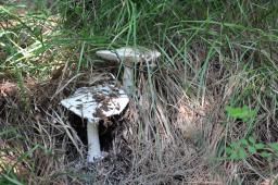 Amanita ovoidea