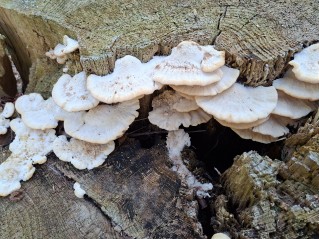 Climacocystis borealis