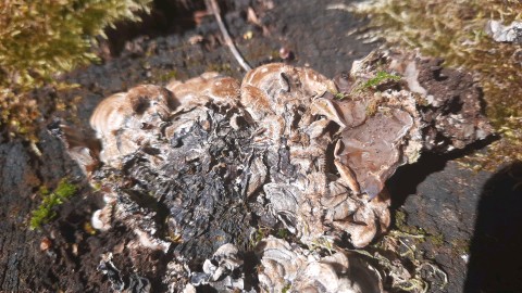Auricularia mesenterica