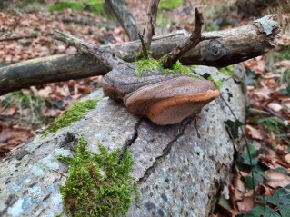 Phellinus hartigii