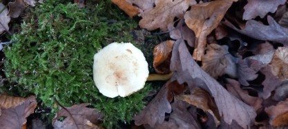 Tricholoma bufonium