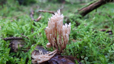 Artomyces pyxidatus