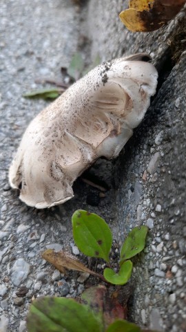 Agaricus bitorquis