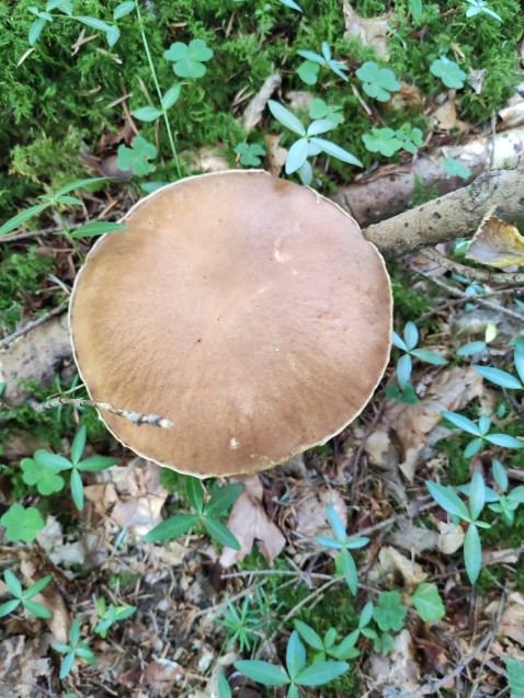Boletus edulis