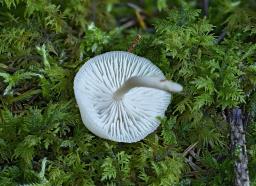 Clitocybe fragrans