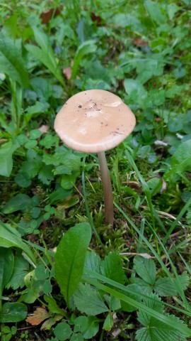 Hymenopellis radicata