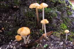 Atheniella leptophylla