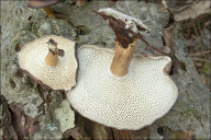 Lentinus brumalis