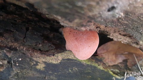 Fistulina hepatica