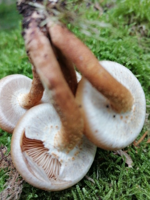 Kuehneromyces mutabilis