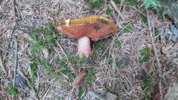 Neoboletus praestigiator